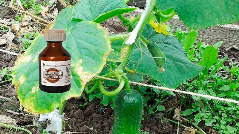 Folk remedies for a better harvest of cucumbers: recipes for top dressing for open ground