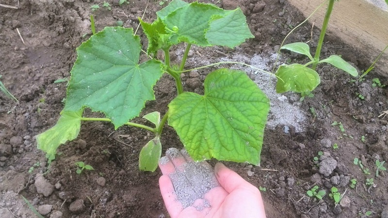Folk remedies for a better harvest of cucumbers: recipes for top dressing for open ground
