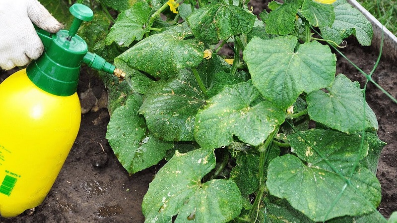 Folk remedies for a better harvest of cucumbers: recipes for top dressing for open ground