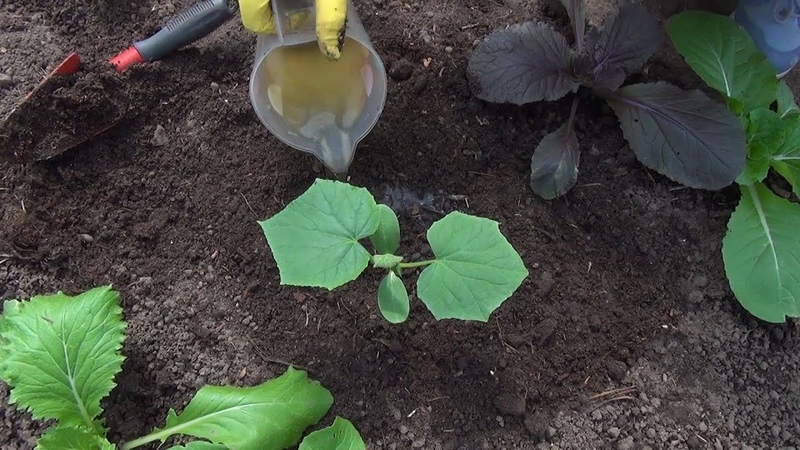 Folk remedies for a better harvest of cucumbers: recipes for top dressing for open ground