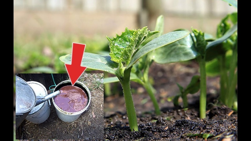 Folk remedies for a better harvest of cucumbers: recipes for top dressing for open ground