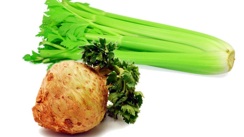 Celery for an infant: how to properly introduce into complementary foods