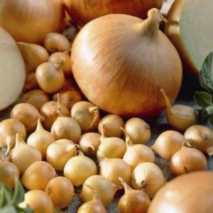 High-yielding and cold-tolerant onion variety Stuttgarter Riesen