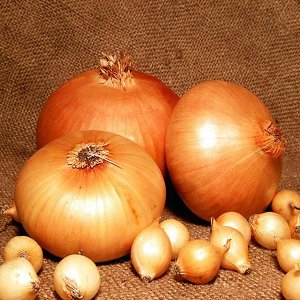 High-yielding and cold-tolerant onion variety Stuttgarter Riesen