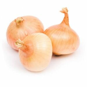 High-yielding and cold-tolerant onion variety Stuttgarter Riesen