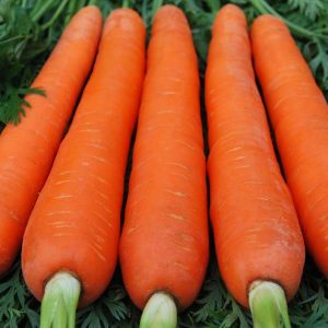 Large variety of carrots Red giant