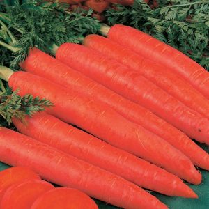 Large variety of carrots Red giant