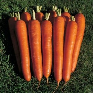 Large variety of carrots Red giant