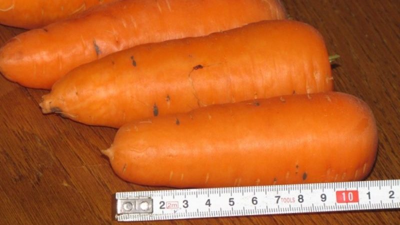 Large variety of carrots Red giant