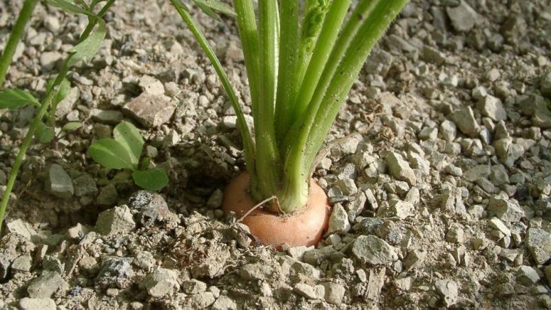 Large variety of carrots Red giant