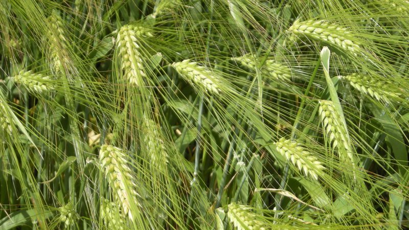 Characteristics and description of the Vakula barley variety