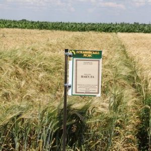 Characteristics and description of the Vakula barley variety