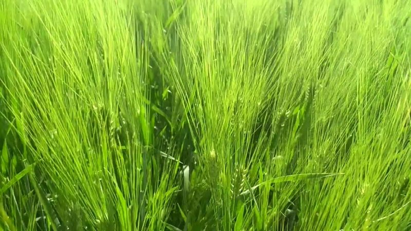 Characteristics and description of the Vakula barley variety