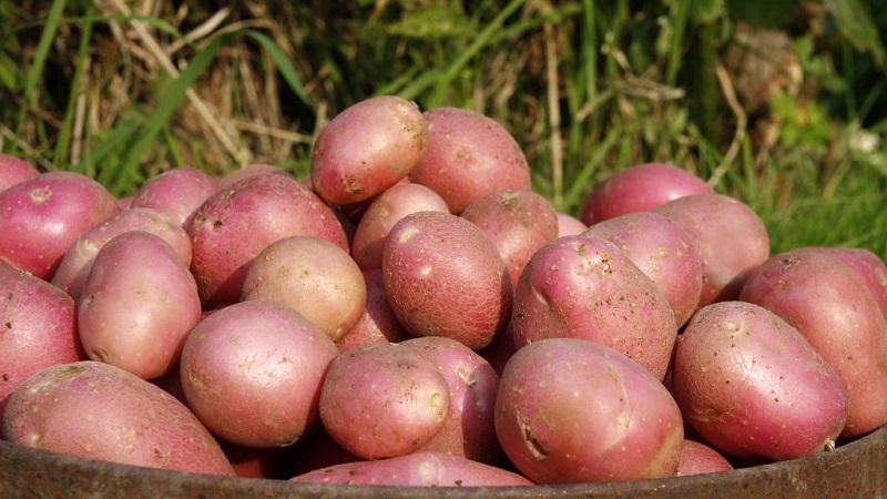 Medium late Aladdin potato suitable for various climates