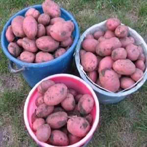 Medium late Aladdin potato suitable for various climates
