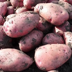 Medium late Aladdin potato suitable for various climates