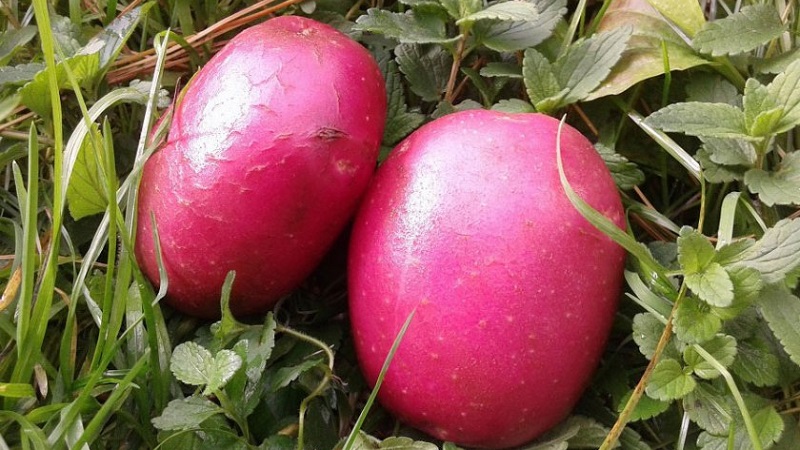 Medium late Aladdin potato suitable for various climates