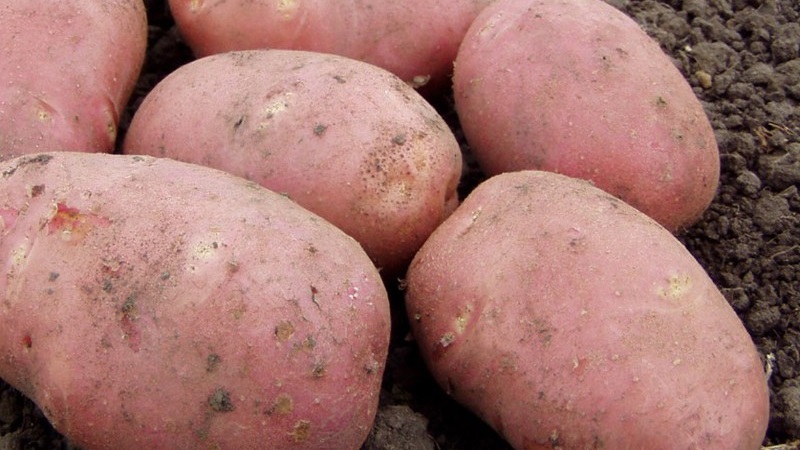 Medium late Aladdin potato suitable for various climates