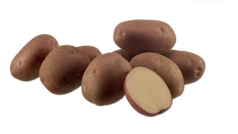Medium late Aladdin potato suitable for various climates