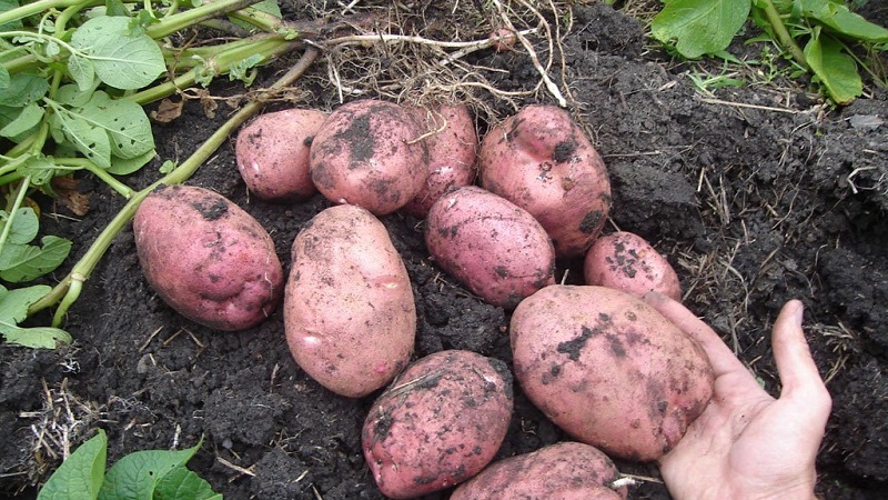 Medium late Aladdin potato suitable for various climates