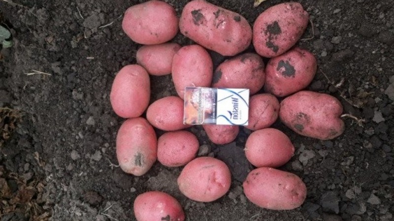 Medium late Aladdin potato suitable for various climates