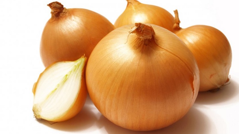 Medium early hybrid of Helenas onion with high yield