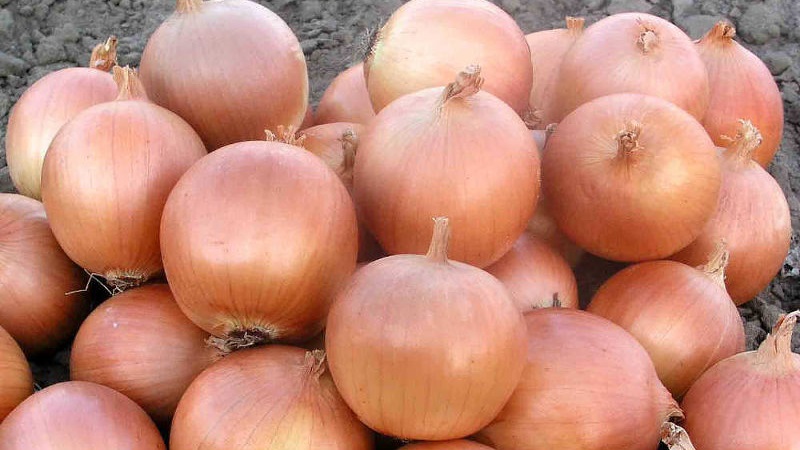 Medium early hybrid of Helenas onion with high yield
