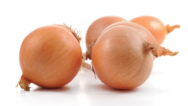 Medium early hybrid of Helenas onion with high yield
