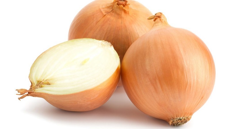 Medium early hybrid of Helenas onion with high yield