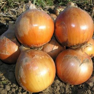 Medium early hybrid of Helenas onion with high yield