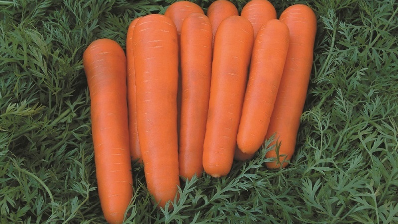 Mid-early carrot variety with a high carotene content: Children's sweet