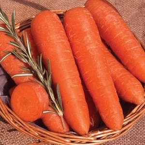 Mid-early carrot variety with a high carotene content: Children's sweet