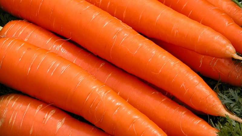 Mid-early carrot variety with a high carotene content: Children's sweet