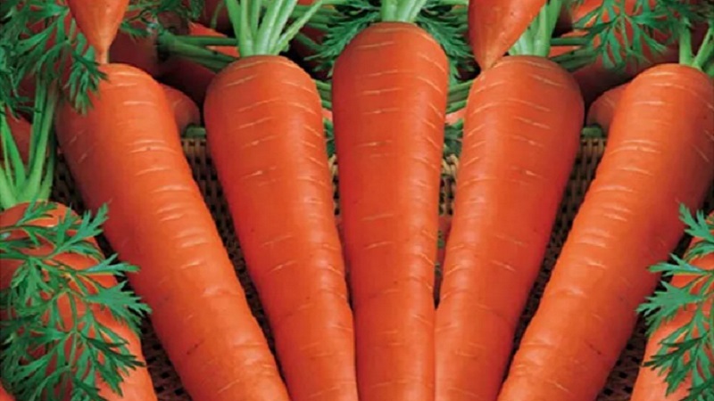 The best varieties of carrots - photos and detailed descriptions, reviews