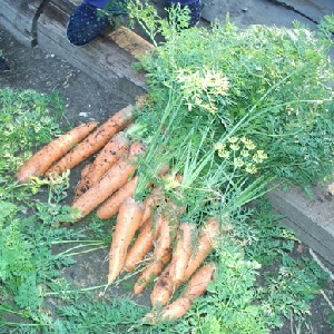 Mid-early carrot variety with a high carotene content: Children's sweet