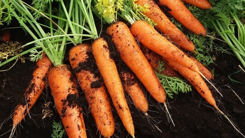 Mid-early carrot variety with a high carotene content: Children's sweet