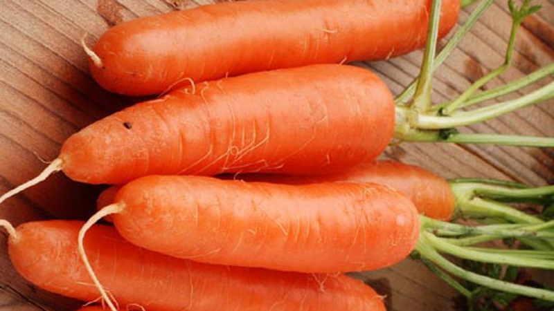 Mid-early carrot variety with a high carotene content: Children's sweet