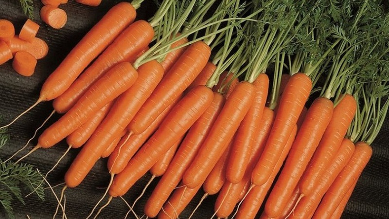 Mid-early carrot variety with a high carotene content: Children's sweet