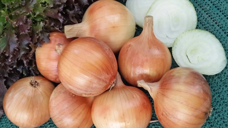 A mid-season onion variety with good frost tolerance Chalcedony