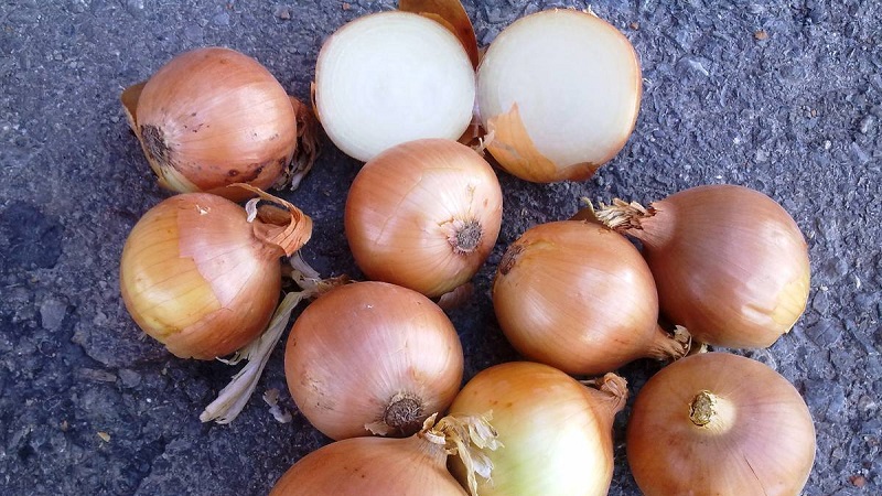 A mid-season onion variety with good frost tolerance Chalcedony