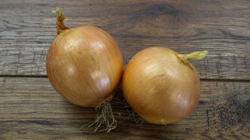 A mid-season onion variety with good frost tolerance Chalcedony