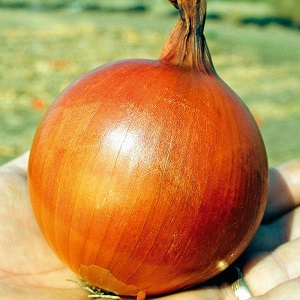 A mid-season onion variety with good frost tolerance Chalcedony