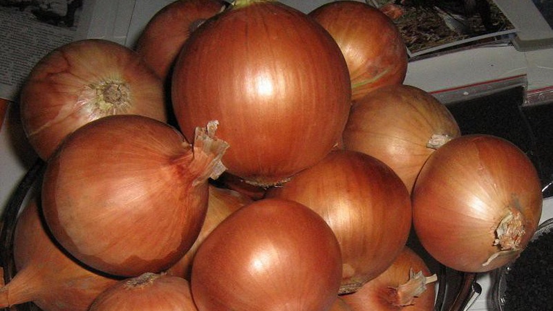 A mid-season onion variety with good frost tolerance Chalcedony