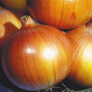 A mid-season onion variety with good frost tolerance Chalcedony