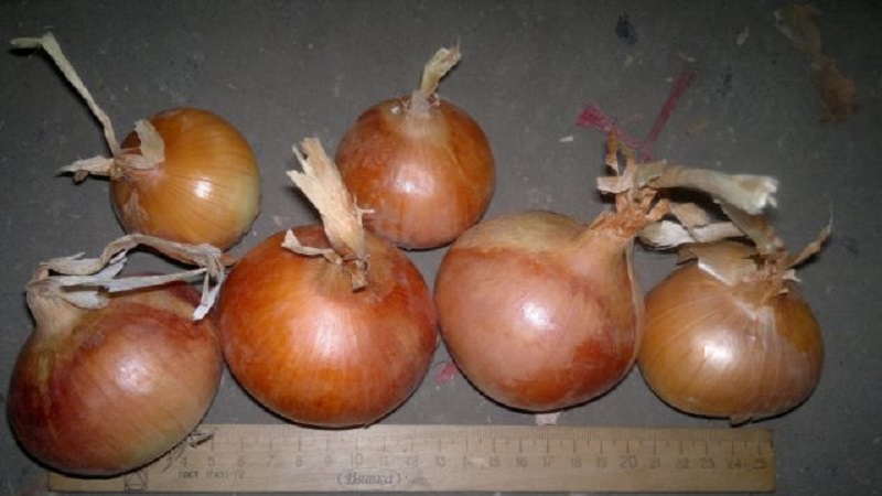 A mid-season onion variety with good frost tolerance Chalcedony