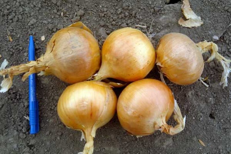 A mid-season onion variety with good frost tolerance Chalcedony