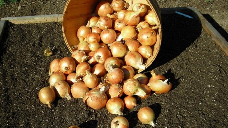 Technology of planting onions before winter: at what depth and distance from each other to plant
