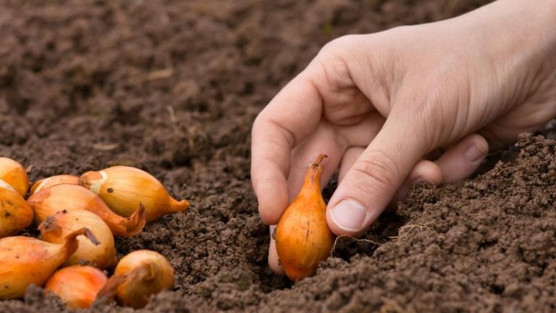 Technology of planting onions before winter: at what depth and distance from each other to plant