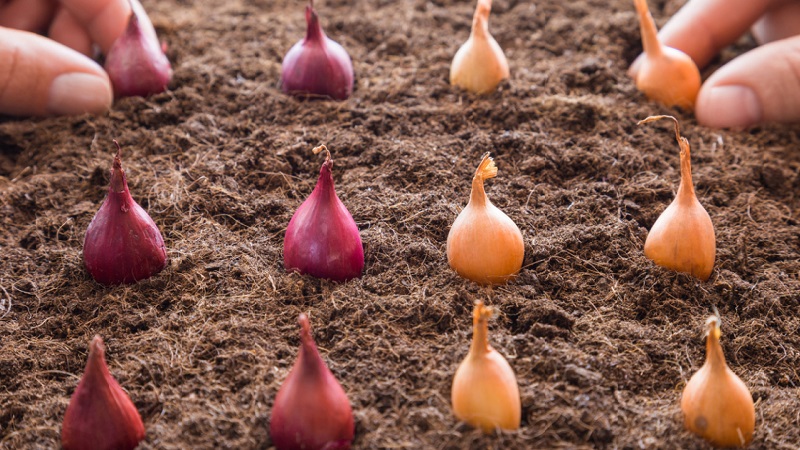 Technology of planting onions before winter: at what depth and distance from each other to plant