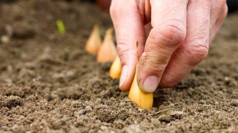 Technology of planting onions before winter: at what depth and distance from each other to plant